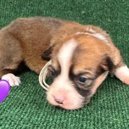 Aspen - White and red female Pembroke Welsh Corgi puppy in Hico, Texas from Chisholm Trail Kennels