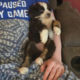 Indiana Jones - Red tri-color male Miniature American Shepherd puppy in Vancouver, Washington from BonDrew's Miniature American Shepherds