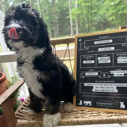Shnookums - Tri-color male Bernedoodle puppy in Camden, North Carolina from Oopsie Doodles of NC