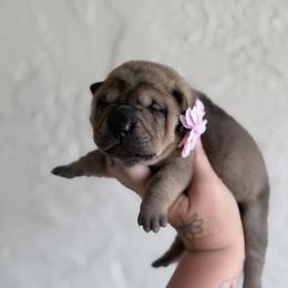 Everest - Fawn female Chinese Shar-Pei puppy in Lehigh Acres, Florida from Florida Wrinkles