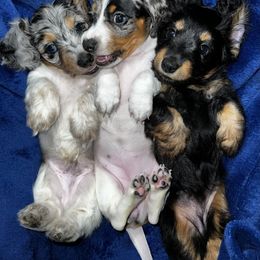 Dachshund puppies from Darlin Doxins