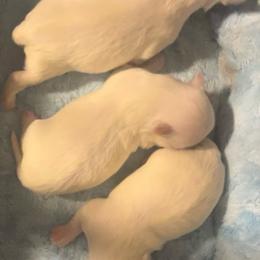AKC Male 3 - White male Maltese puppy in Wilson, New York from Maltese By Valerie