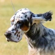 English Setter Puppies from Trailstarsetters