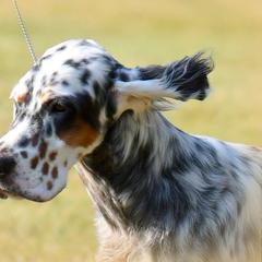 English Setter Puppies from Trailstarsetters