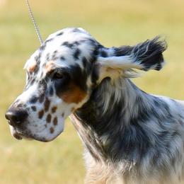 English Setter Puppies from Trailstarsetters