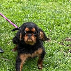 Nick - English Toy Spaniel