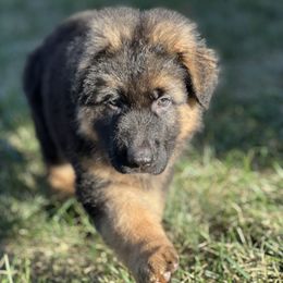 German Shepherd Puppies from Zwinger vom Schneider Wald