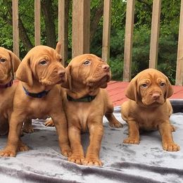 Brittanys and Vizslas from Dzika Place Kennels