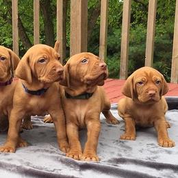 Brittanys and Vizslas from Dzika Place Kennels