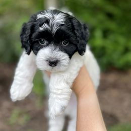 Cavapoo and Havapoo Puppies from Meadowlark Doodles