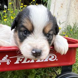 Sue - Black tri-color female Australian Shepherd puppy in New Houlka, Mississippi from Skuna River Ranch