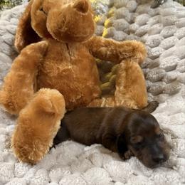 Shaded red girl - Red female Dachshund puppy in Defuniak Springs, Florida from Anastasia Knight's Cocker Spaniels