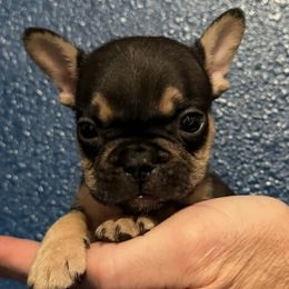 Boy 1 - Black and tan male French Bulldog puppy in Grand Junction, Colorado from Elisabeth's Frenchies