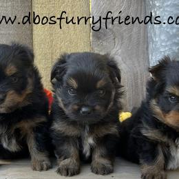 Companion Crosses, Goldendoodles, Pomeranians, and Yorkshire Terriers from Dbos Furry Friends