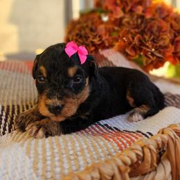 Scarlett - Phantom female Bernedoodle puppy in Russell Springs, Kentucky from 270 Doodles