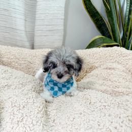 Mint Chocolate Chip - Parti male Goldendoodle puppy in Pearland, Texas from Posh Paws Puppies