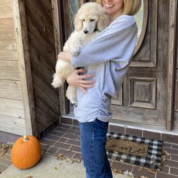 Poodle Puppies from Ocala Standard Poodles