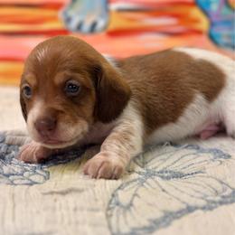 Zeus - Piebald male Dachshund puppy in Hensley, Arkansas from The Dachshund Barn