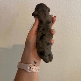 Girl 2 - Dapple female Dachshund puppy in Paradise, California from Barnes’ Doxies