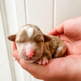 Girl 3 - Apricot female Goldendoodle puppy in Mountain Home, Idaho from MightyDoods