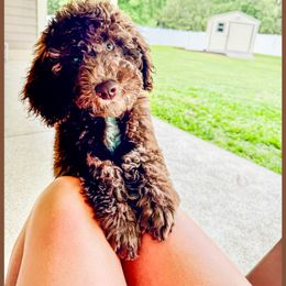 Posey - Chocolate Goldendoodle puppy in Lake City, Florida from 224 Doodles and Poodles