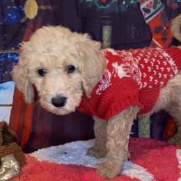 Goldendoodle Puppies from Zeusthemoosedoodles
