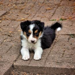 Echo - Tri-color female Border Collie puppy in Menasha, Wisconsin from Little Rose Retrievers