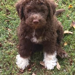 Lagotto Romagnolo Puppies from Crescendo Lagotto Romagnolos