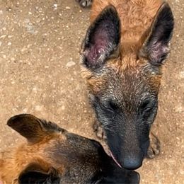 Pearl - Red sable female Belgian Laekenois puppy in Ball Ground, Georgia from COSWALD  BELGIAN  LAEKENOIS