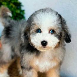 Nugget - Bernedoodle