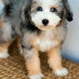 Nugget - Bernedoodle