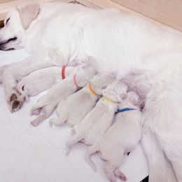 Golden Retriever Puppies from MYSnowAngels