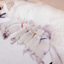 Golden Retriever Puppies from MYSnowAngels