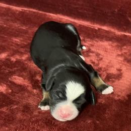 Bernedoodle Puppies from Colorful-K9'S