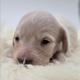 Izzy - Cream female Dachshund puppy in Nine Mile Falls, Washington from River Run Doxies
