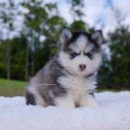 Esme - Gray and white female Pomsky puppy in Loxahatchee, Florida from Cardinal Point Pomskies