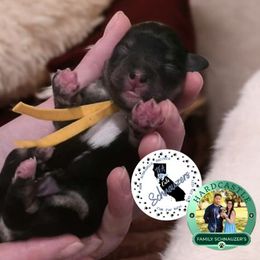 Girl 1 yello - Black and silver female Miniature Schnauzer puppy in Sacramento, California from T & A Cali Schnauzer