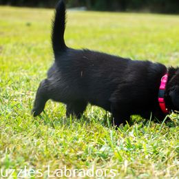 Labrador Retriever Puppies from Puzzles Labradors