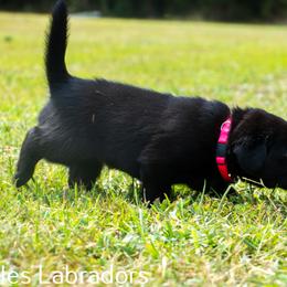 Labrador Retriever Puppies from Puzzles Labradors