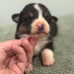 Trooper - Black and tan male American Corgi puppy in Tishomingo, Mississippi from Magnolia Trace Corgis