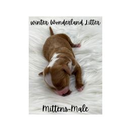 Australian Labradoodle Puppies from Jellybelly Australian Labradoodles