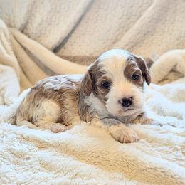 Girl 1 Smooch - Blenheim female Cavapoo puppy in Gunnison, Utah from Curls and Camo Pups