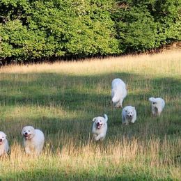 Great Pyrenees and Leonberger Puppies from Easter Acres