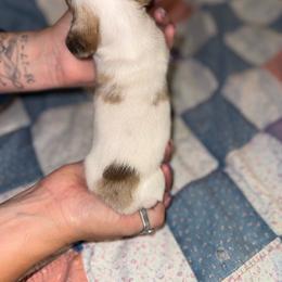 Lena - Piebald female Dachshund puppy in West Cleo, Oklahoma from 4L Doxies