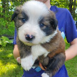 Arlo (Blue Collar) - Brindle male Border Collie puppy in Chester, Vermont from Countryside Border Collies