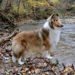 Morulaidh  - Collie