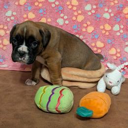 Raylan - Fawn male Boxer puppy in Mount Zion, Illinois from Foulk's Boxer Puppies
