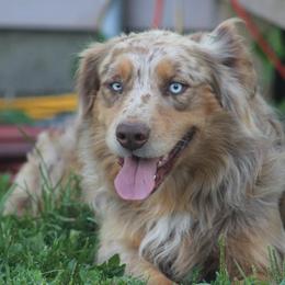Leo - Red merle male Australian Shepherd puppy in Crane, Missouri from Westrip Angus & Aussies
