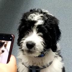 "12 weeks" Saint Berdoodle Puppies from Walker Branch Doodles