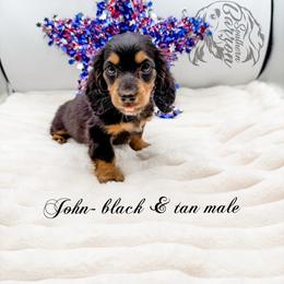 John - Black and tan male Dachshund puppy in Prairieville, Louisiana from Southern Barron Danes & Dachshunds